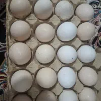 تخم لاری نطفه دار