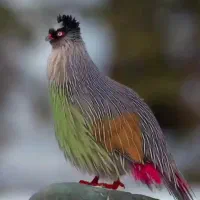 زین برنو
