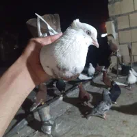 دمبی ماده