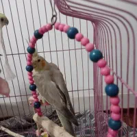 یک جفت عروسی هلندی با سه تا جوجه زرد زنک