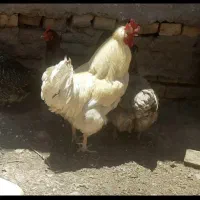 فروش خروس کاکلی یا معاوضه