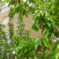 باغ ویلاشخصی،مبله،بهترین لوکیشن هومندوادان دماوند|فروش خانه و ویلا|تهران, هفت حوض|دیوار