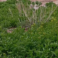 سگ سرابی|سگ|خاروانا, |دیوار