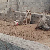 سگ آدمی درجه یک