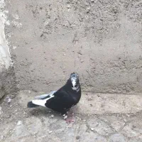 نر پلنگ