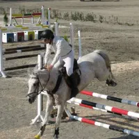 آموزش سوارکاری، خرید و فروش اسب، پانسیون