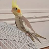 جوجه عروس هلندی  دونه خور  سخنگو  عروسک