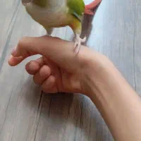 گرینچیک