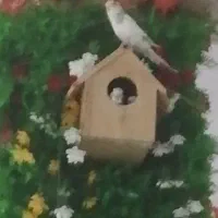 مرغ عشق با جوجه