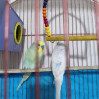 فروش پرنده