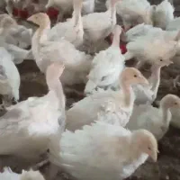جوجه بوقلمون بیوتی فوق سنگین ۳۵روز