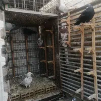 گنجه کبوتردوطبق