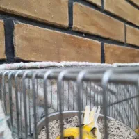 ماده ابلغ رو تخم