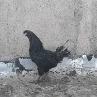خروس سیاه