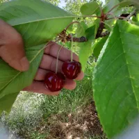گیلاس لوکس درجه ۱