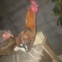 انواع مرغ نژادداربرای فروش