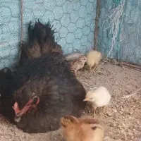مرغ با جوجه