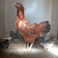فروش مرغ محلی بدون جوجه ها