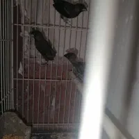 فنچ بنگالی کار داده و گلدین