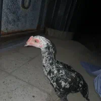 جوجه خروس لاری