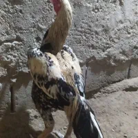 خروس|حیوانات مزرعه|میناب, |دیوار