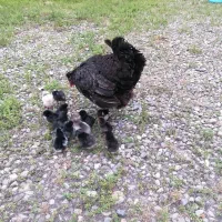 مرغ و جوجه