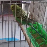 مرغ عشق زرد ومایل ب سبز گم شده