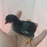 جوجه ۱۰ روزه نژاد گلین
