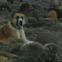 سگ گمشده