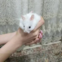 همستر کمپل مینیاتوری
