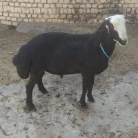 بره قوچ