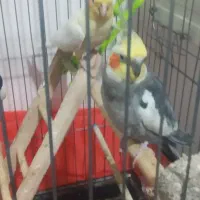 عروس هلندی سخن گو مولد کارداده بشرط