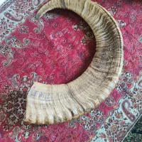 شاخ قوچ کوهی