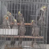 عروس هلندی