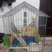 عروس هلندی