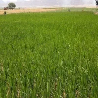 زمین فروشی رحمت آباد