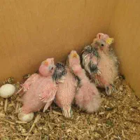 جوجه عروس هلندی ۱۸ روزه