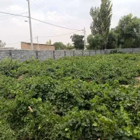 اجاره باغ انگور