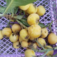 فروش ازگیل