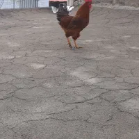 خروس جوان