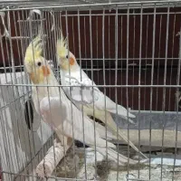 خرید و فروش انواع عروس هلندی و طوطی برزیلی و غیره