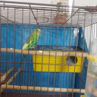 مرغ عشق بسیار زیبا