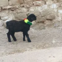 بره یدست سیاه