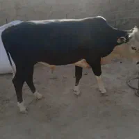 گوساله نر