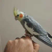 عروس هلندی نر