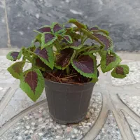 گل حسن یوسف ایرانی