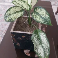 گل و گلدان