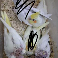 عروس هلندی لوتینو دستی سرلاکی