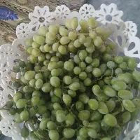 غوره