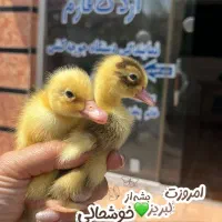 جوجه گلپایگان/جوجه اردک/غاز/بوقلمون